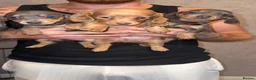 Miniature Dachshund dogs for sale: KC REGISTERED MINIATURE DACHSHUND PUPPIES in Ilkeston - Advert 12