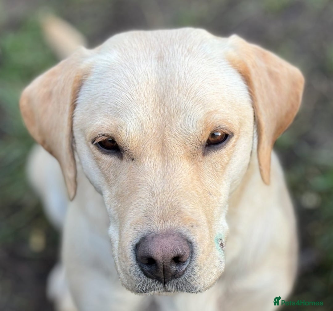 Labrador Retriever dogs for sale: WAITING LIST - KC Reg Fully Health Tested parents  - Image 3