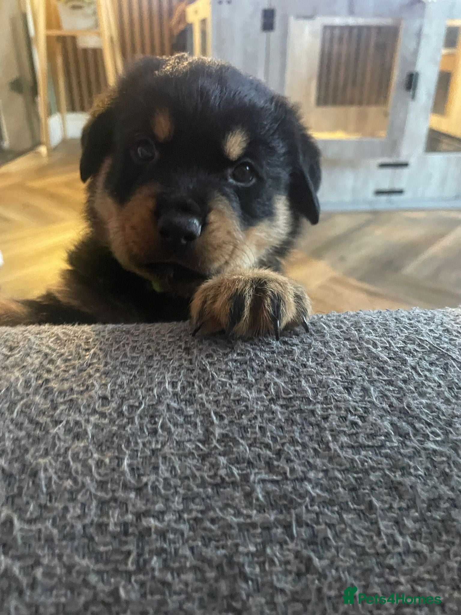 Rottweiler dogs Stunning chunky Rottweiler puppies  - Advert 3