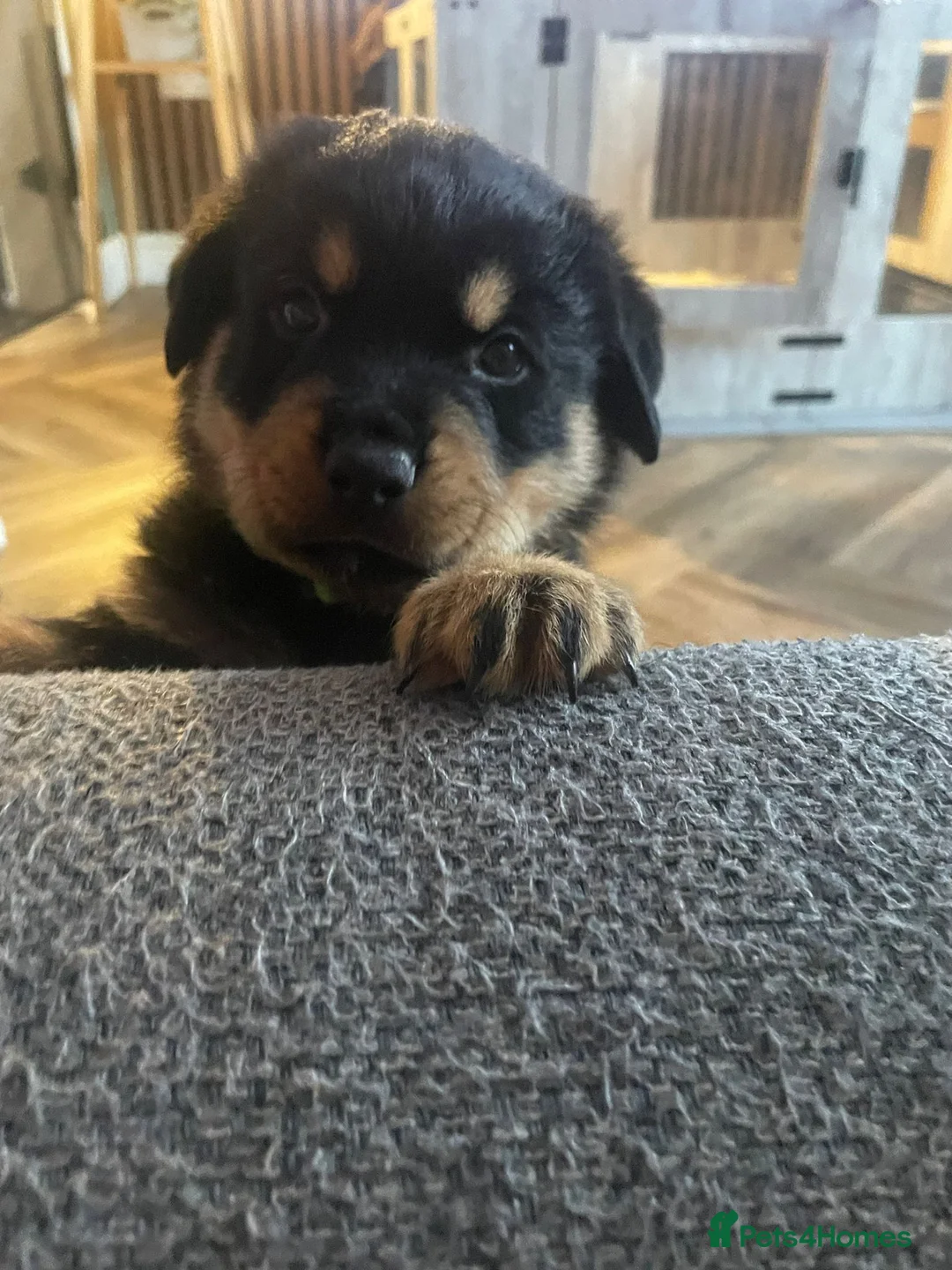 Rottweiler dogs for sale: Stunning chunky Rottweiler puppies  - Advert 1
