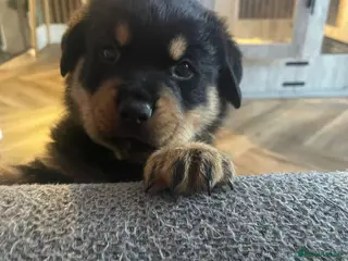 Rottweiler dogs Stunning chunky Rottweiler puppies - Advert 3
