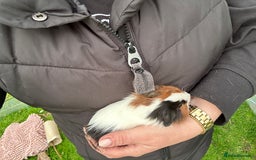 Guinea Pig rodents for sale: Baby Guinea Pigs ready now - Image 26