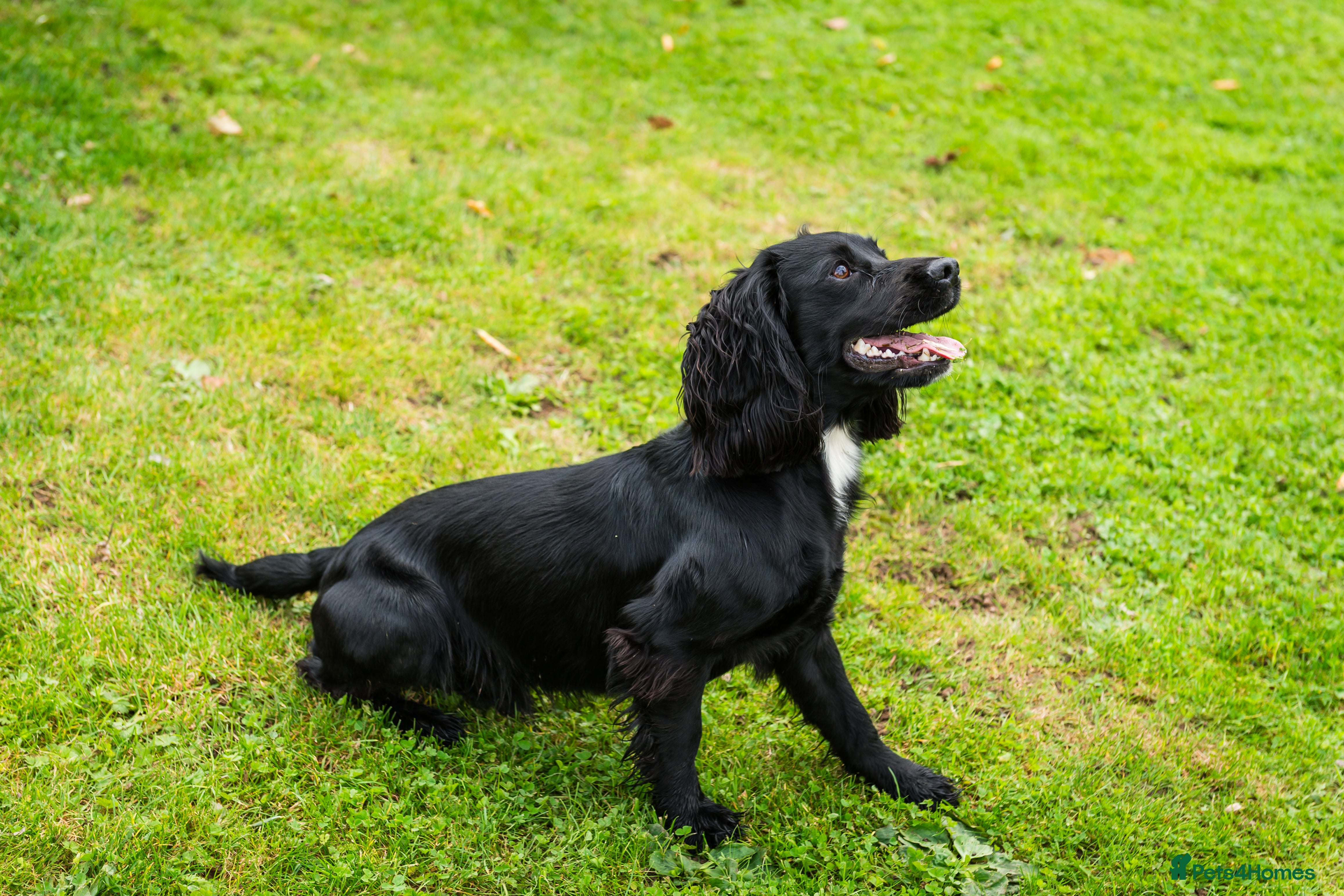 Cocker Spaniel dogs KC REG CHAMPION BRED COCKER STUD DOG in Sandbach - Advert 1
