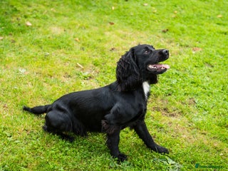 Cocker Spaniel dogs in Sandbach - Advert 5