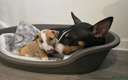 English Bull Terrier dogs for sale: Beautiful girl - Image 11