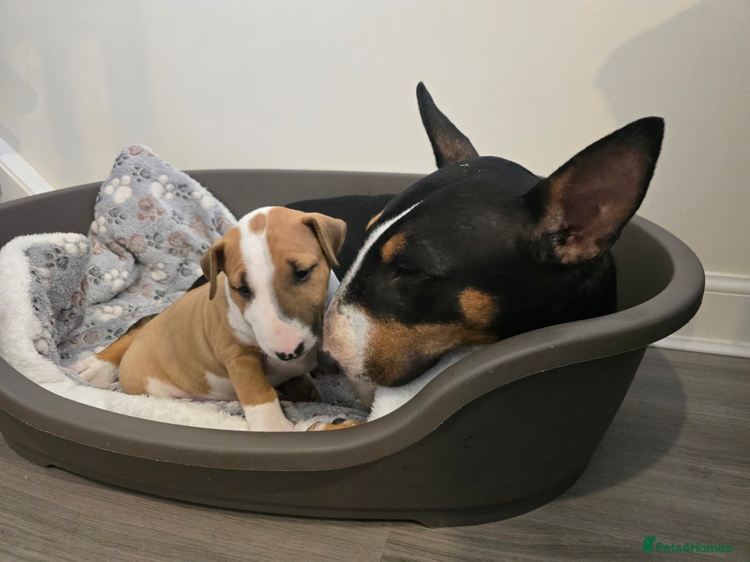 English Bull Terrier dogs for sale: Beautiful girl - Image 11