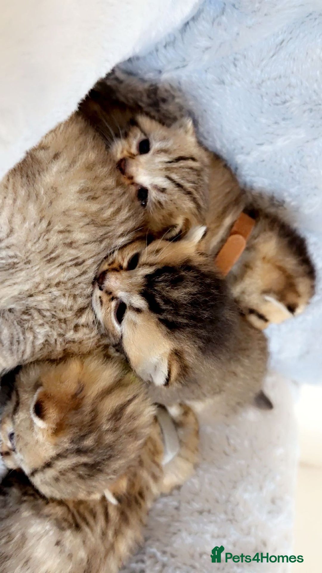 British Shorthair cats for sale: Ready to reserve  pedigree gold black shade bsh   - Image 10