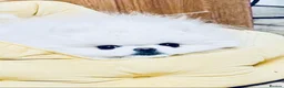 Pomeranian dogs for sale: Gorgeous White Kc babies 🌟🌟🌟🌟🌟 - Advert 3