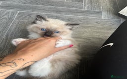 Ragdoll cats for sale: Amazing pure bred ragdolls  - Image 10