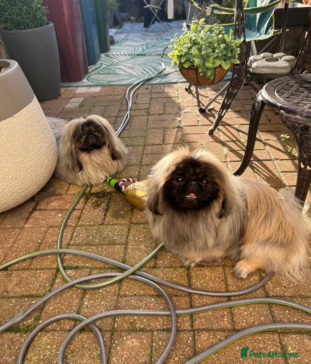 Pekingese dogs for stud: PROVEN KC registered Pekingese Stud (Not for sale) - Advert 7