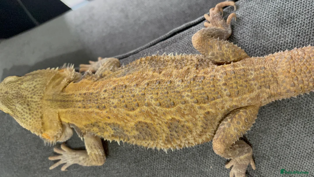 Bearded Dragon reptiles for sale: Male bearded dragon - Advert 5