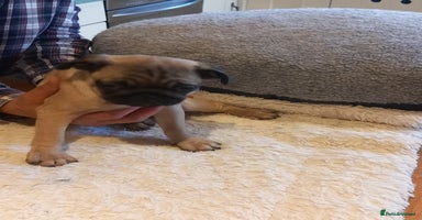 Pug dogs - Advert 11