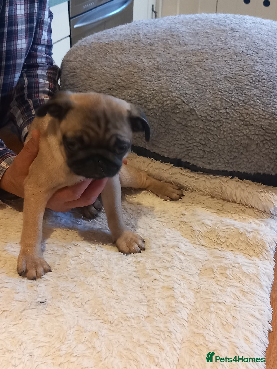 Pug dogs for sale: Pug puppies boys and girls  - Image 3