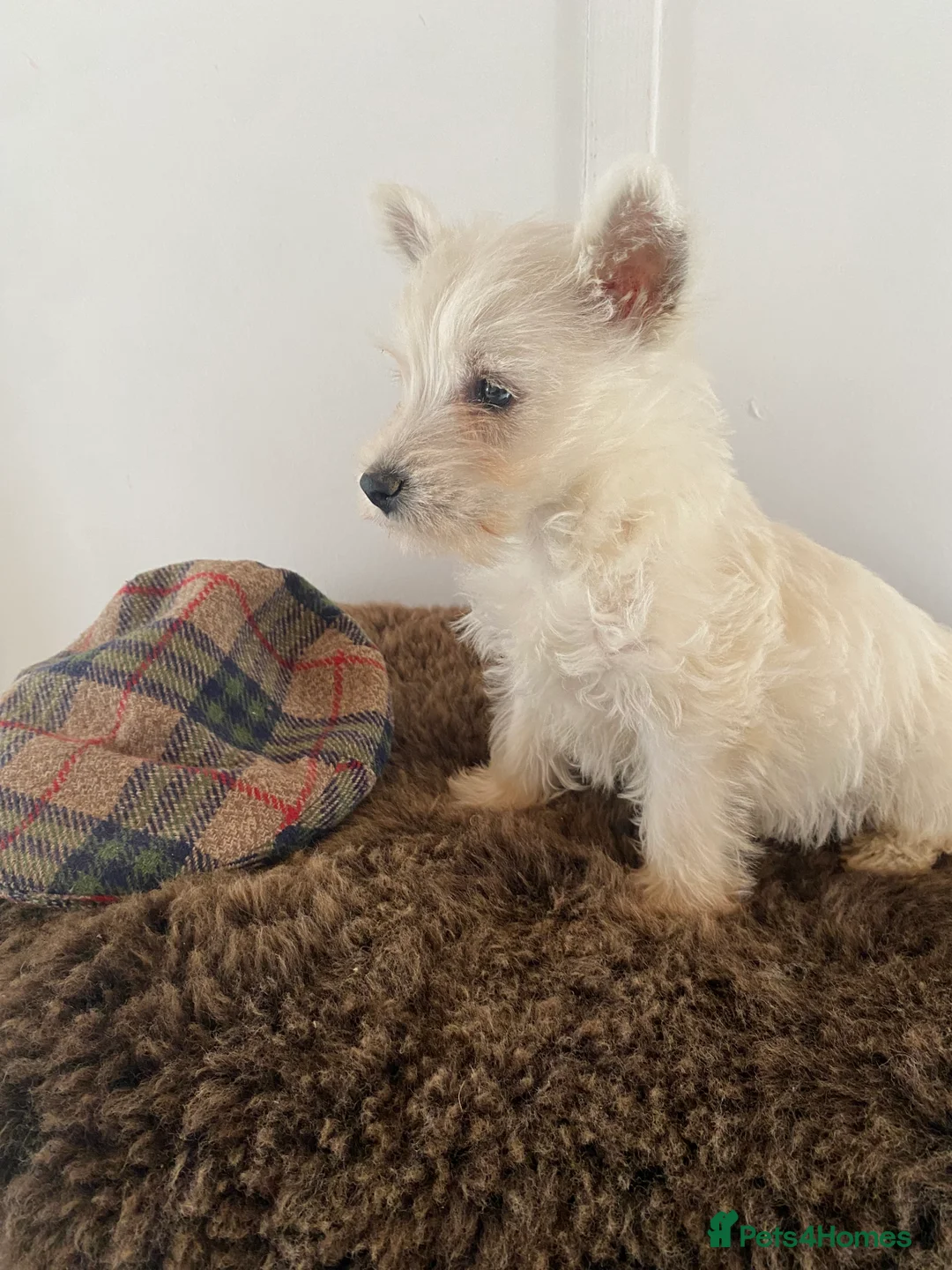West Highland Terrier dogs for sale: West highland terrier  - Advert 6