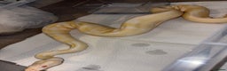 Python Snake reptiles for sale: BP mix - Advert 6