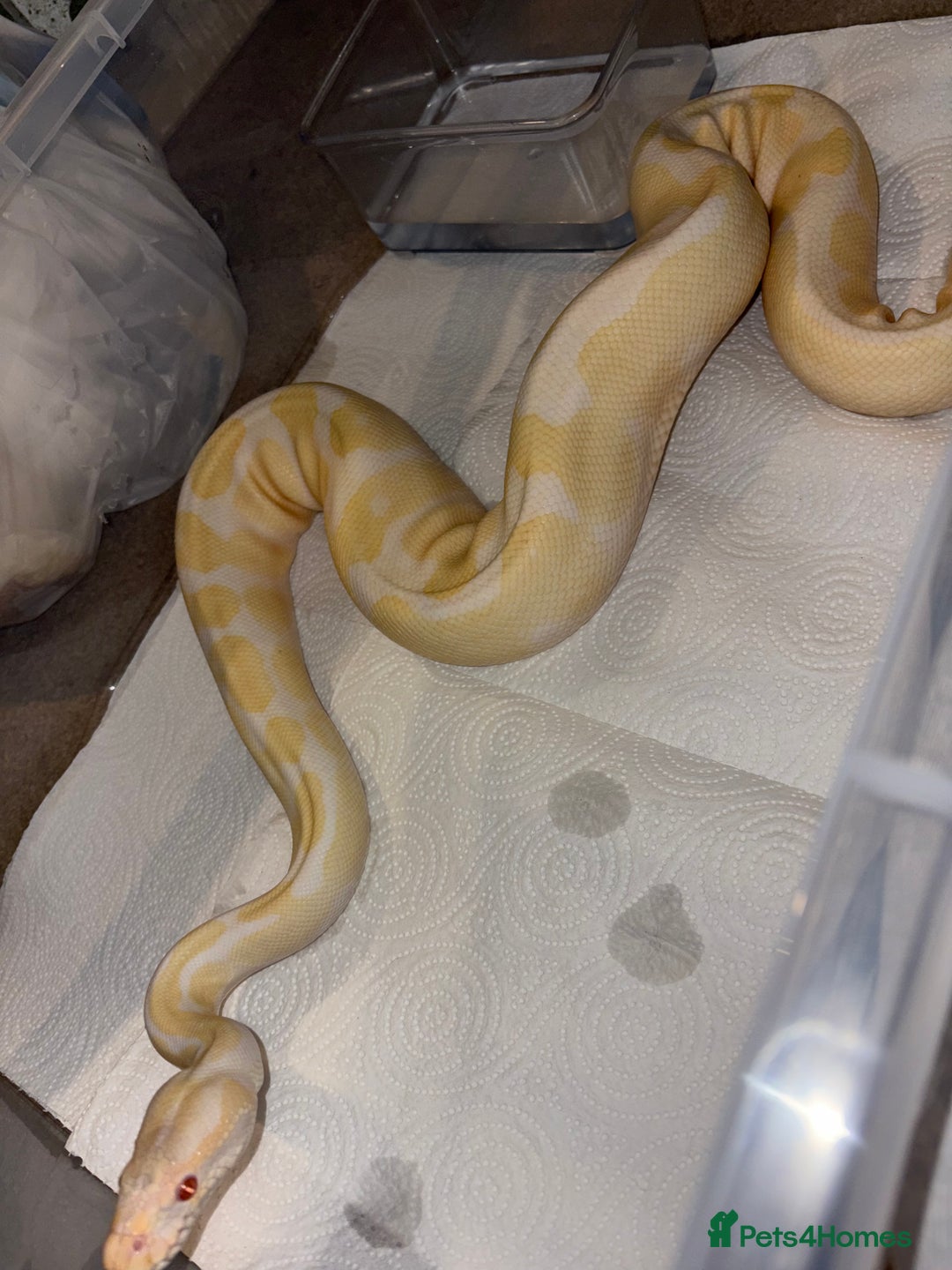 Python Snake reptiles for sale: BP mix - Advert 6