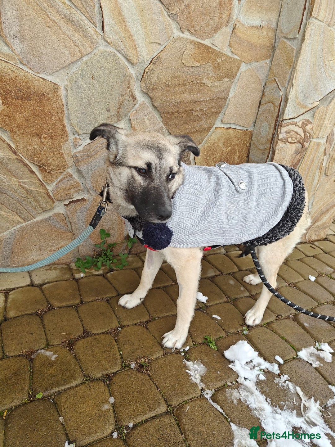 Mixed Breed dogs for adoption: ❤️TILLY -gentle, and affectionate pup❤️ - Advert 4