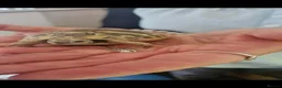 Hermann Tortoise reptiles for sale: herman tortoises in Cardigan - Advert 4