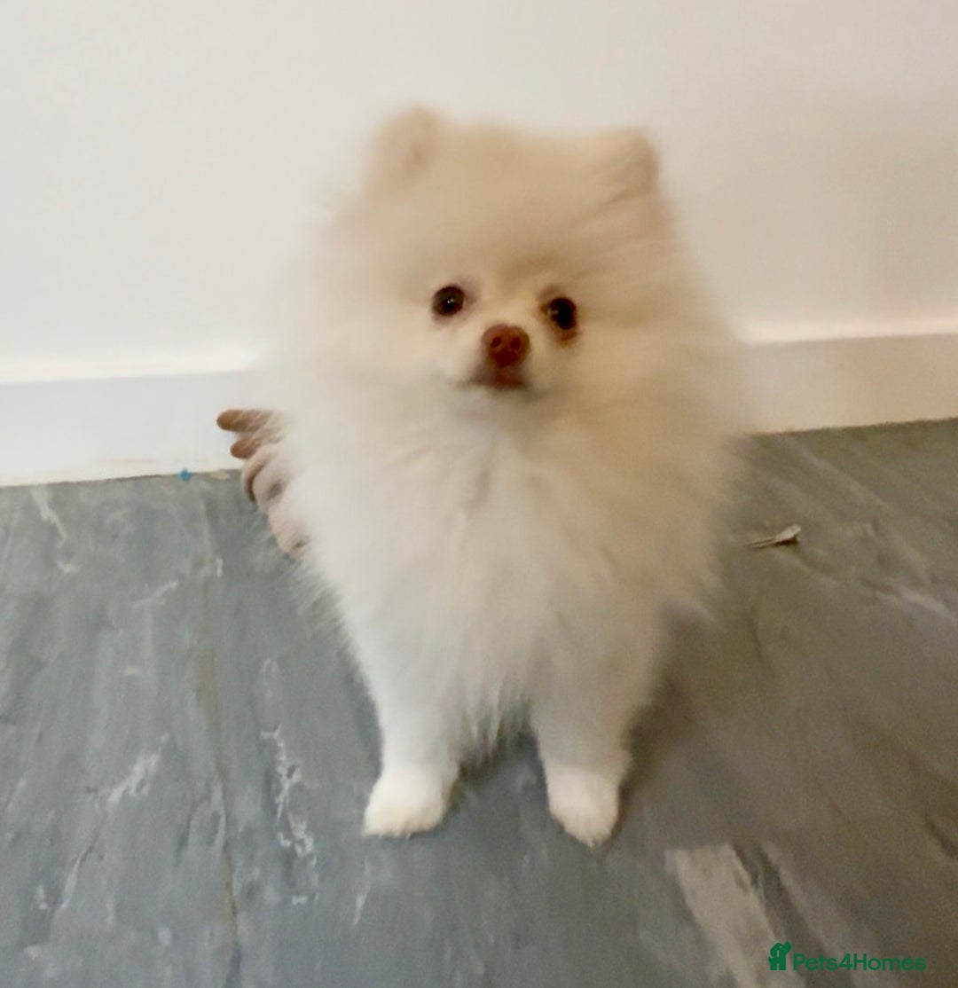 Pomeranian dogs for sale: Pomeranian puppy male - Advert 5