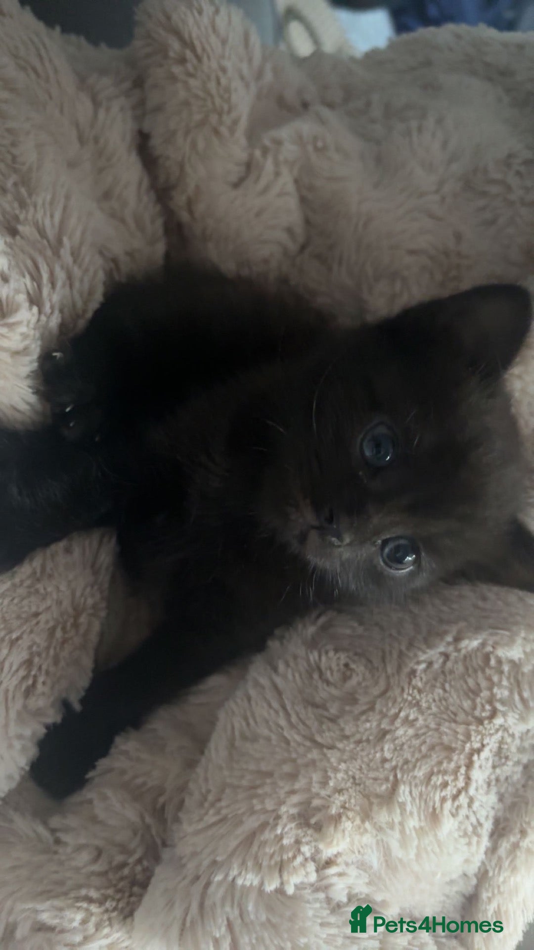 Mixed Breed cats Mixed breed British shorthair brown/black kittens - Advert 12