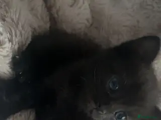 Mixed Breed cats Mixed breed British shorthair brown/black kittens - Advert 12