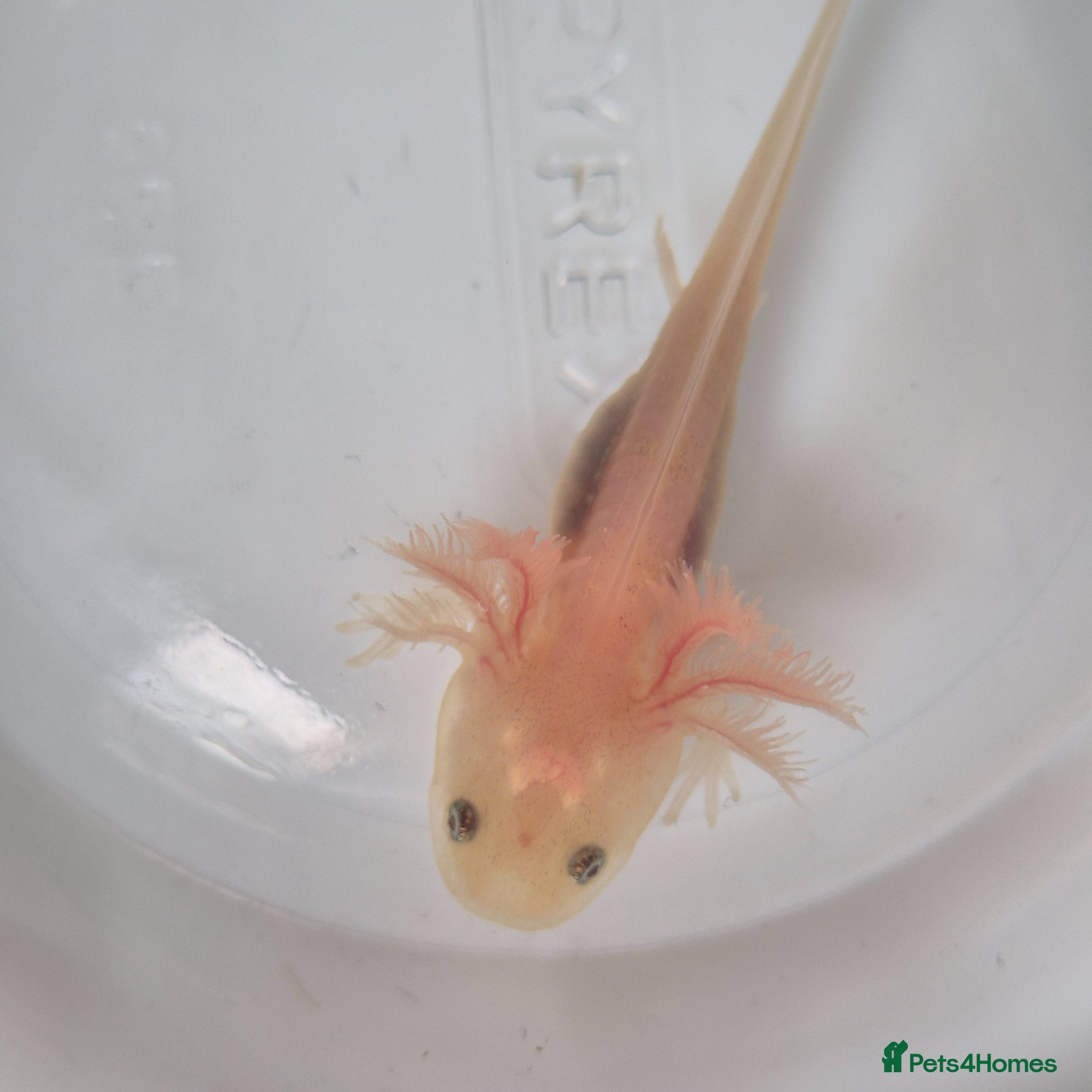 Axolotl reptiles Beutiful Lucianic Albino Babies - Advert 2