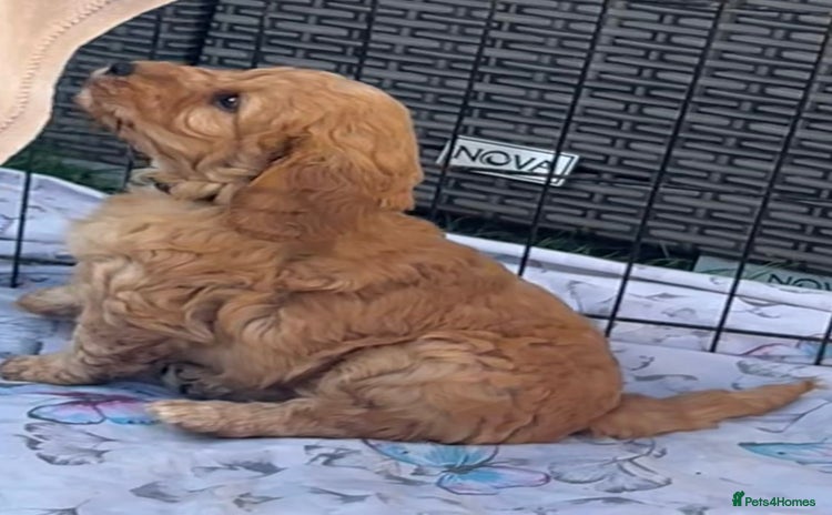 Cockapoo dogs - Advert 3