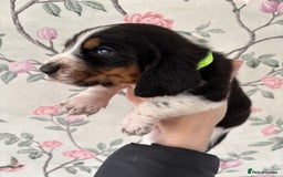 Basset Hound dogs for sale: Bassett hound puppies  - Advert 7