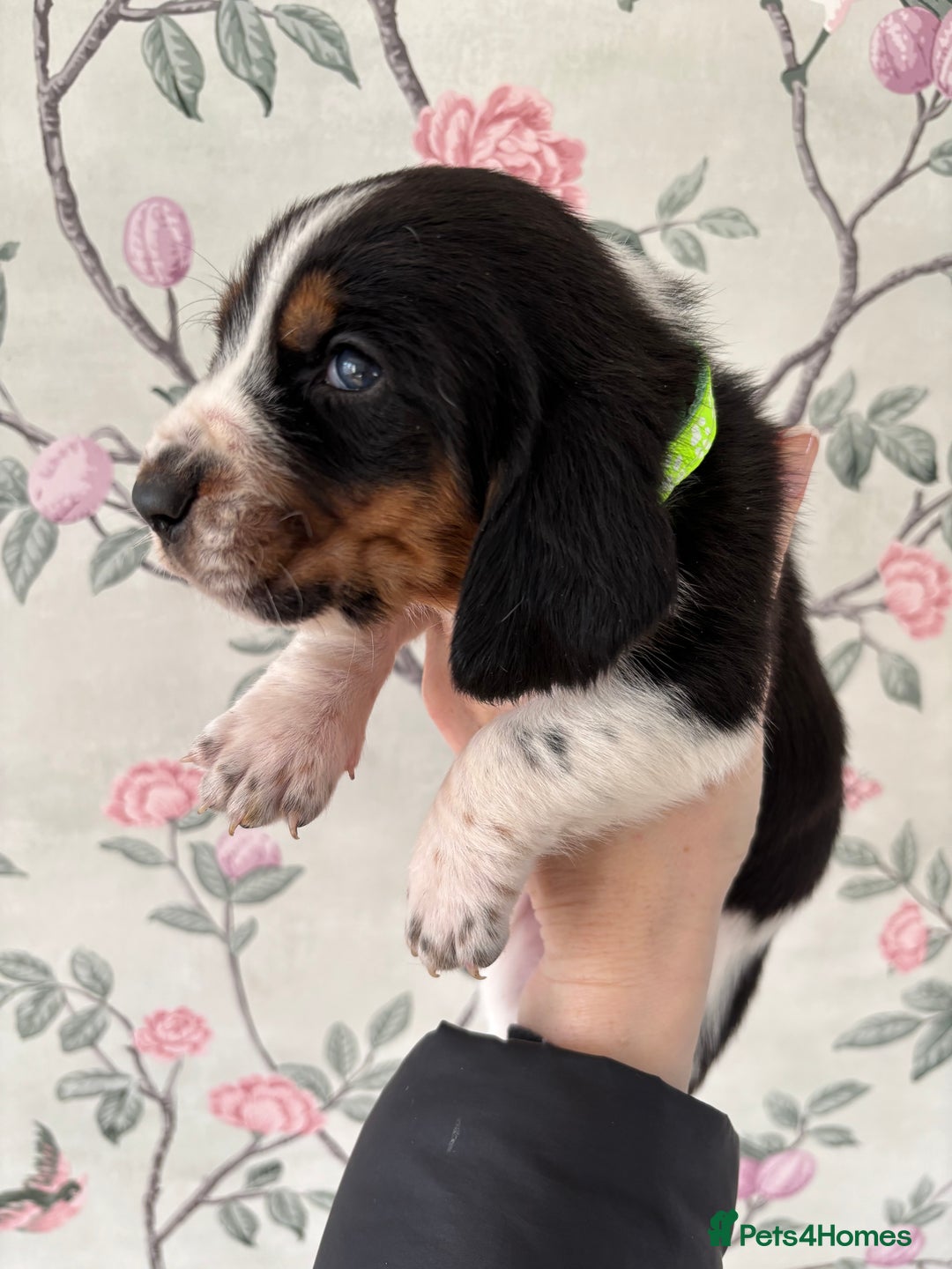 Basset Hound dogs for sale: Bassett hound puppies  - Advert 7