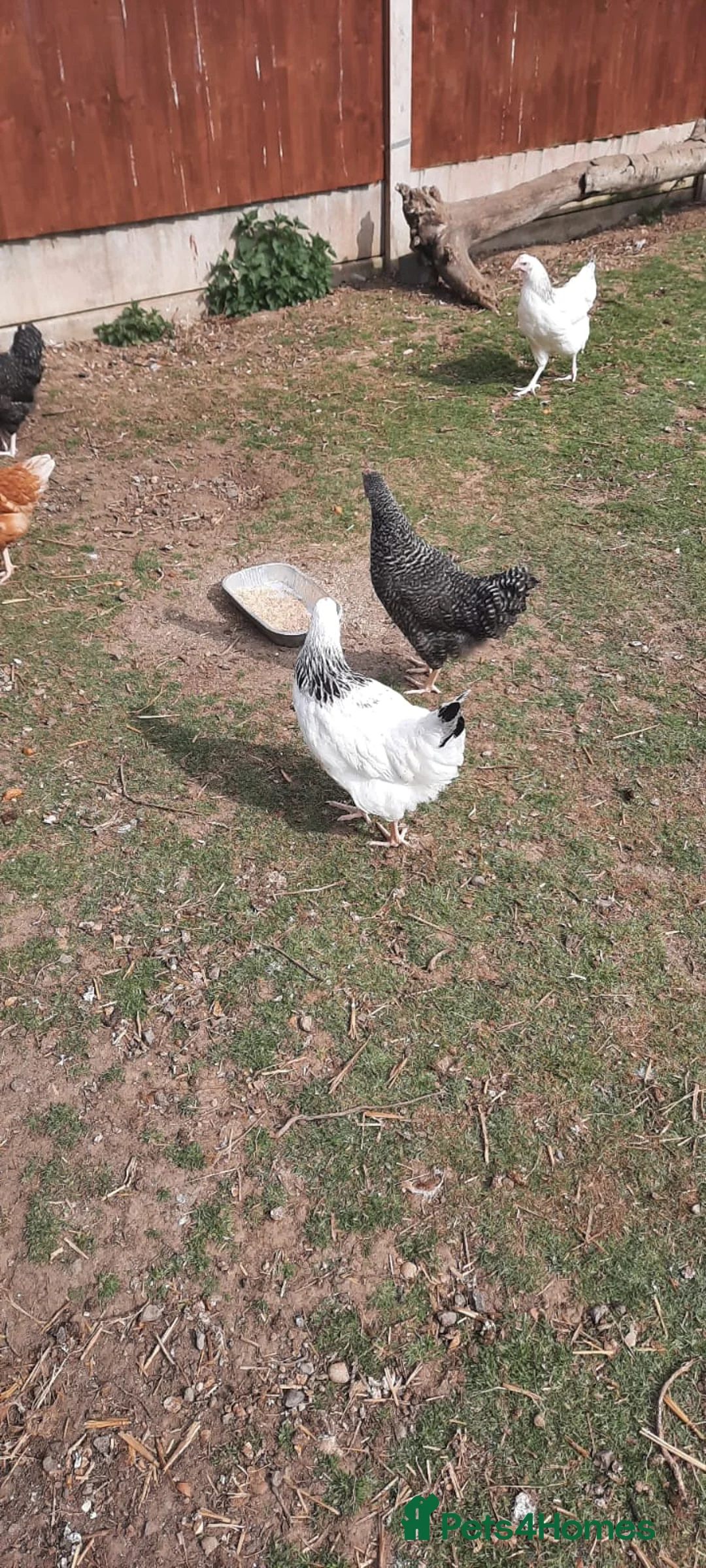 Chickens poultry for sale: POL CHICKENS AVAILABLE  - Advert 6