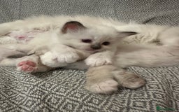 Birman cats for sale: Lovely Birman kittens  - Image 12