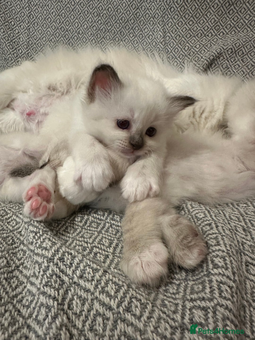 Birman cats for sale: Lovely Birman kittens  - Image 12