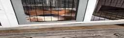 Guinea Pig rodents for sale: 3 guinea pig brothers  in Bristol - Advert 5