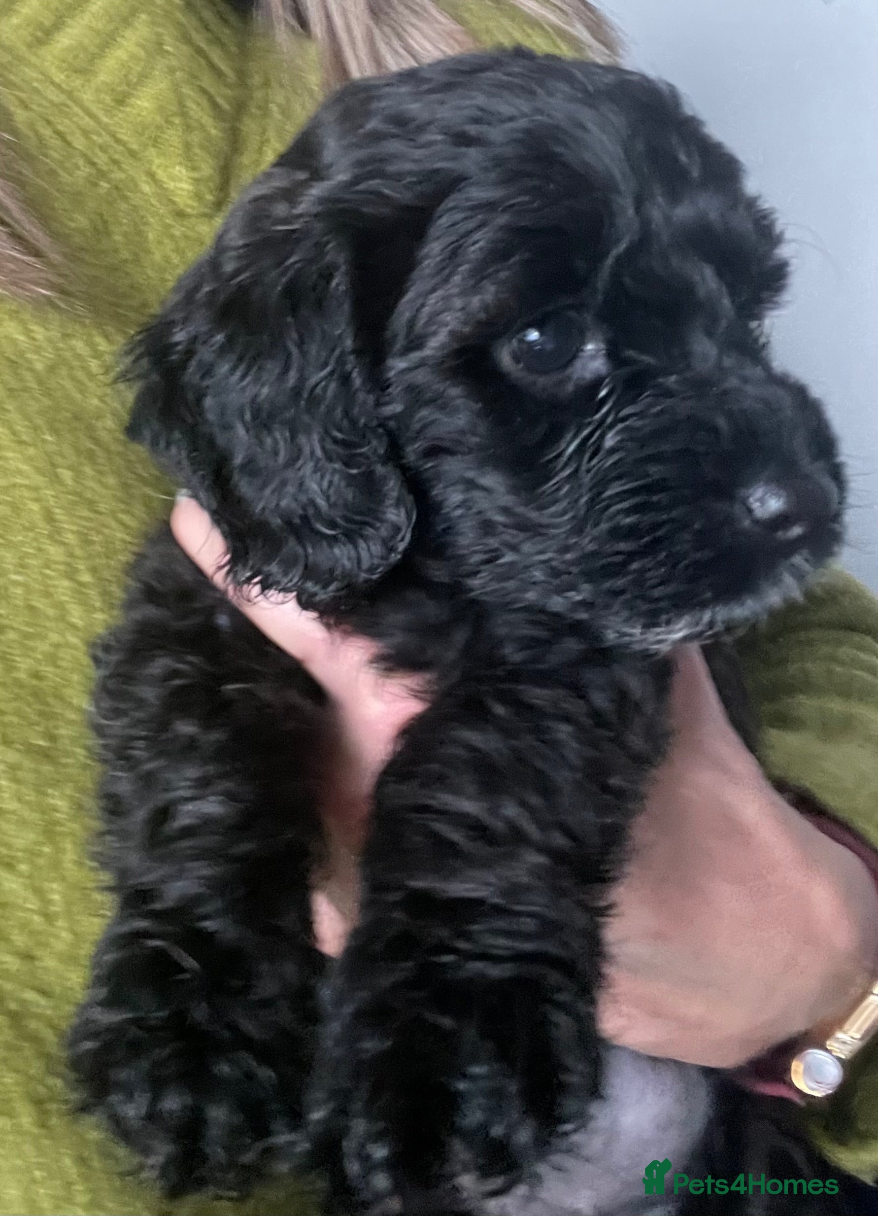 Cavapoo dogs Adorable Cavapoo puppies - Advert 7