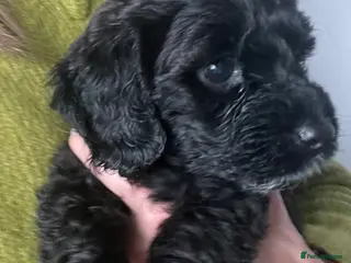 Cavapoo dogs Adorable Cavapoo puppies - Advert 7