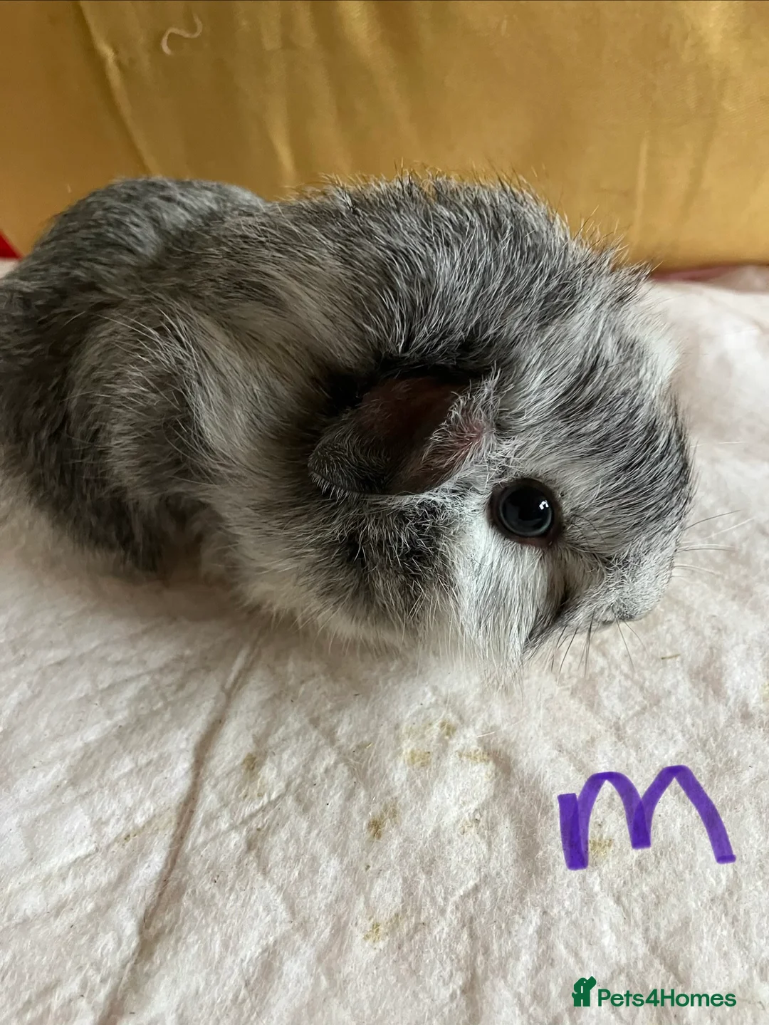 Mixed Breed rodents for sale: Baby guinea pigs  - Advert 4