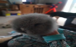 Lionhead rabbits for sale: Teddy lionheads  - Advert 3