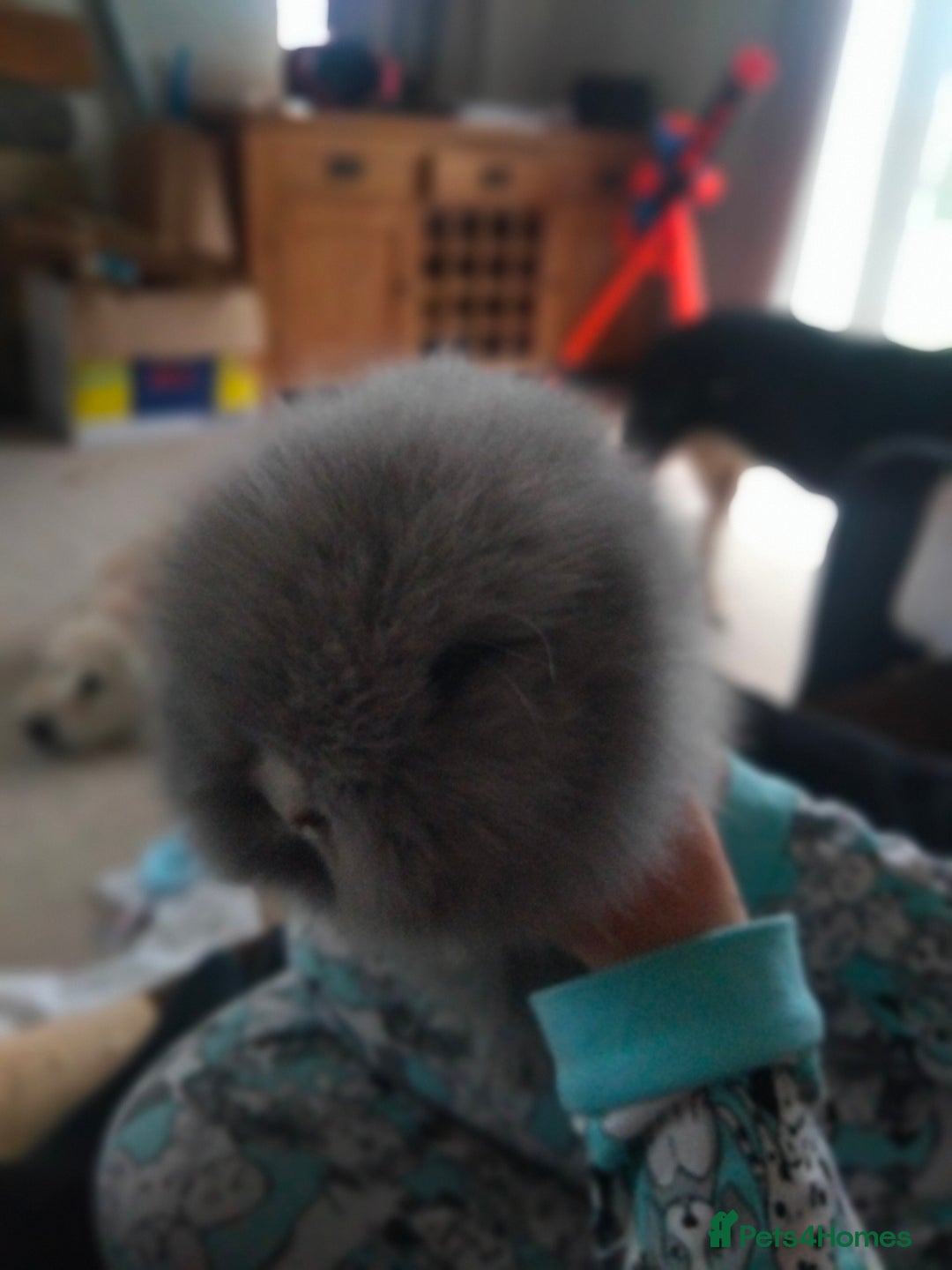 Lionhead rabbits for sale: Teddy lionheads  - Advert 3