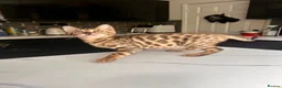 Bengal cats for sale: 2 bengal tiger  cubs for sale  - Advert 8