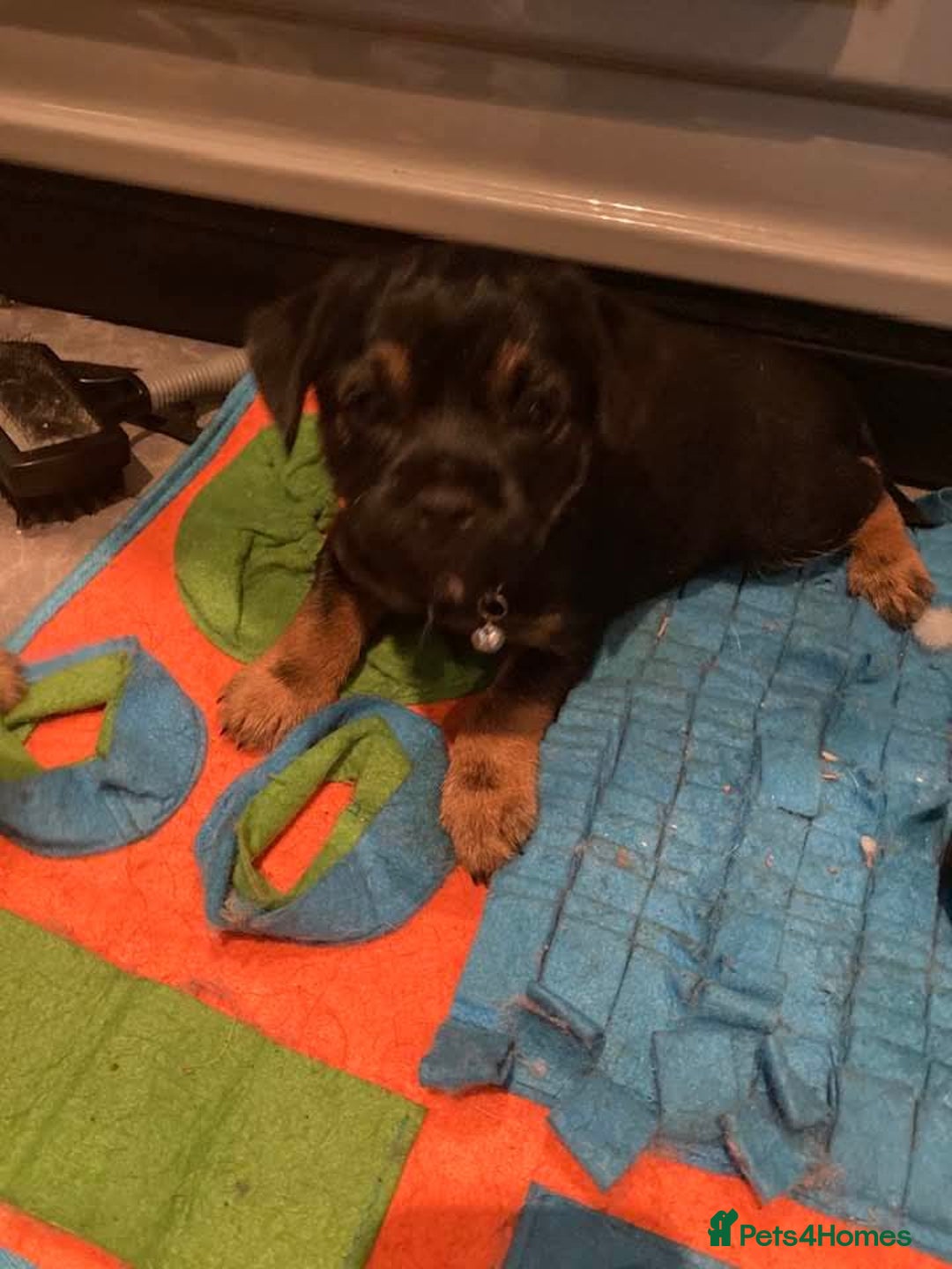 Border Terrier dogs for sale: Border Terrier KC registered 3x dogs for sale - Image 4