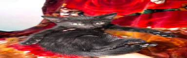 Kitten 1 