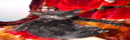 Mixed Breed cats for sale:  Kittens Looking for Loving Homes  - Advert 17