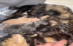 Mixed Breed cats for sale: Gorgeous Solid Grey Fluffy Boy - Image 5