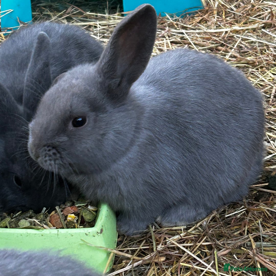 Mixed Breed rabbits for sale: Adorable Mini lop mix loin head babies  - Advert 4