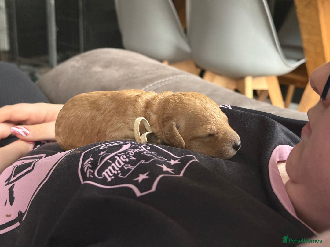 Labradoodle dogs for sale: Beautiful labradoodles  - Advert 19