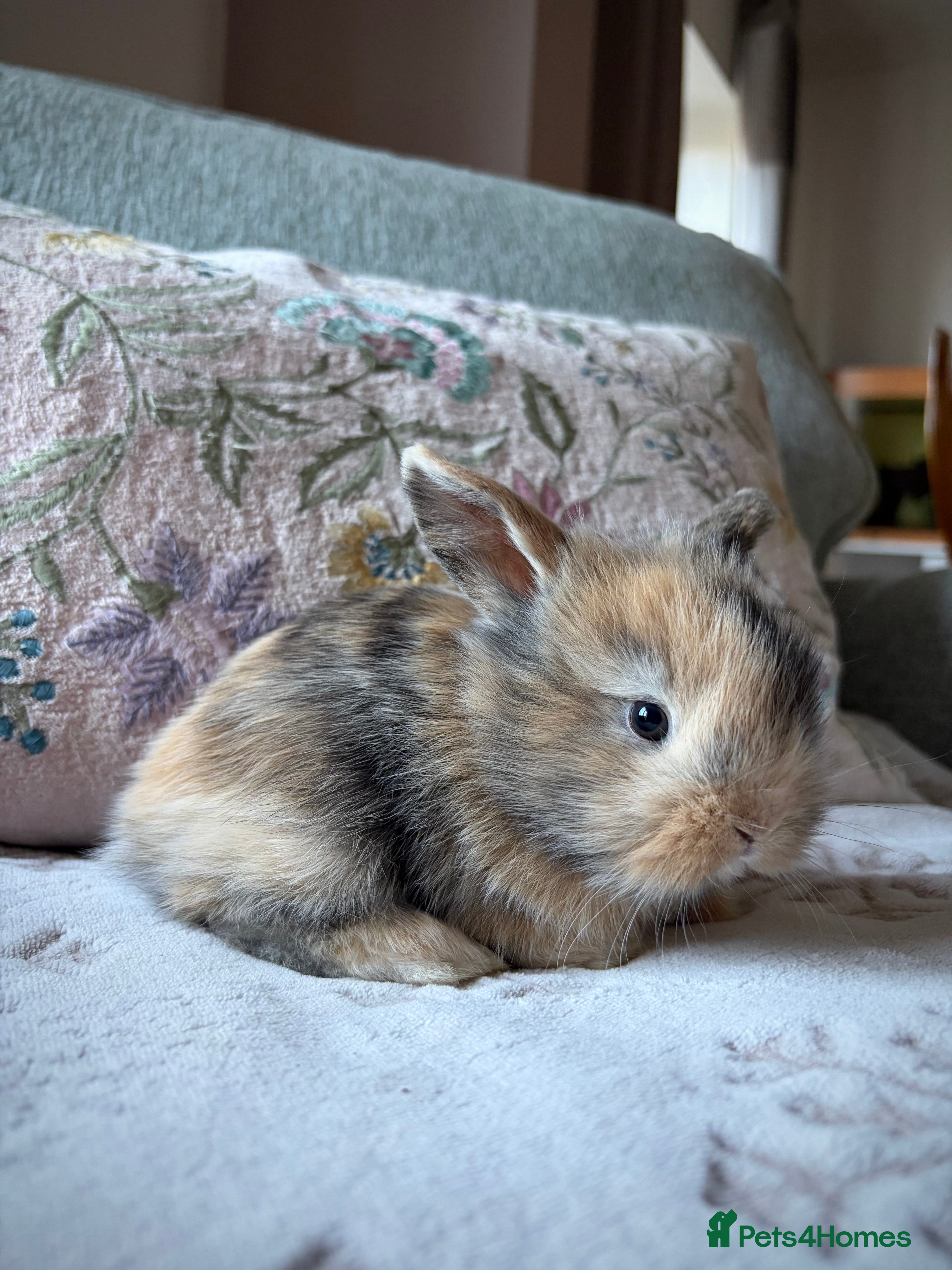 Mixed Breed rabbits 4 Lionhead x Harlequin Lop Bunnies - Advert 1