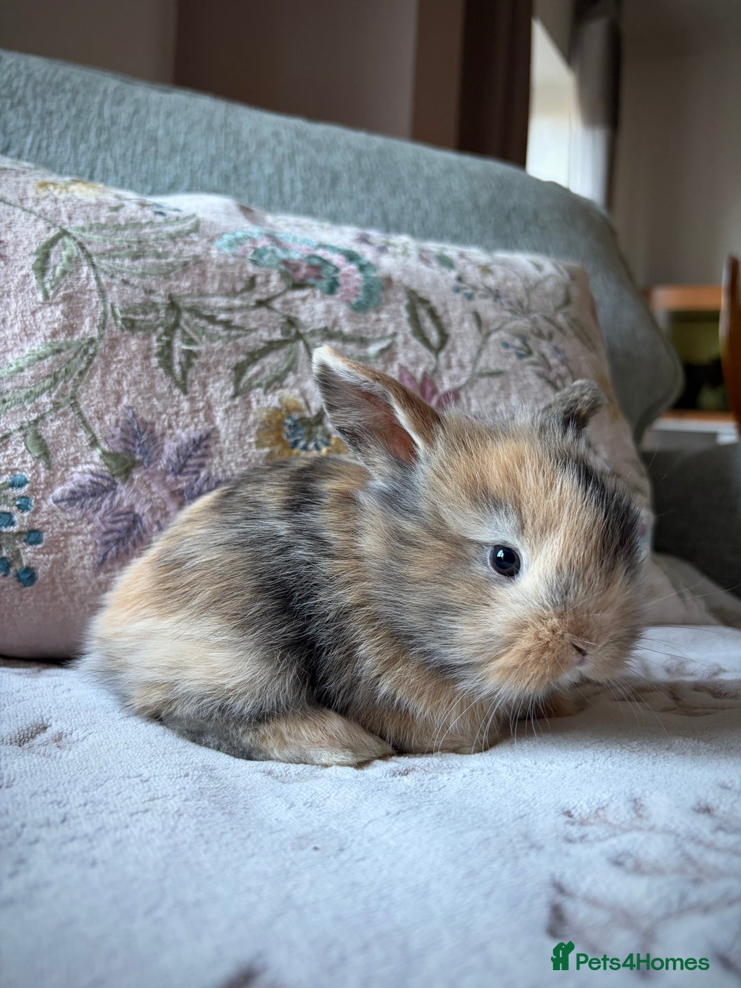 Mixed Breed rabbits for sale: 4 Lionhead x Harlequin Lop Bunnies - Advert 1