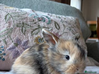 Mixed Breed rabbits 4 Lionhead x Harlequin Lop Bunnies - Advert 12