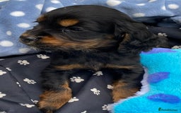 Cocker Spaniel dogs for sale: READY NOW WORKING COCKER SPANIEL PUPPYS - Image 8