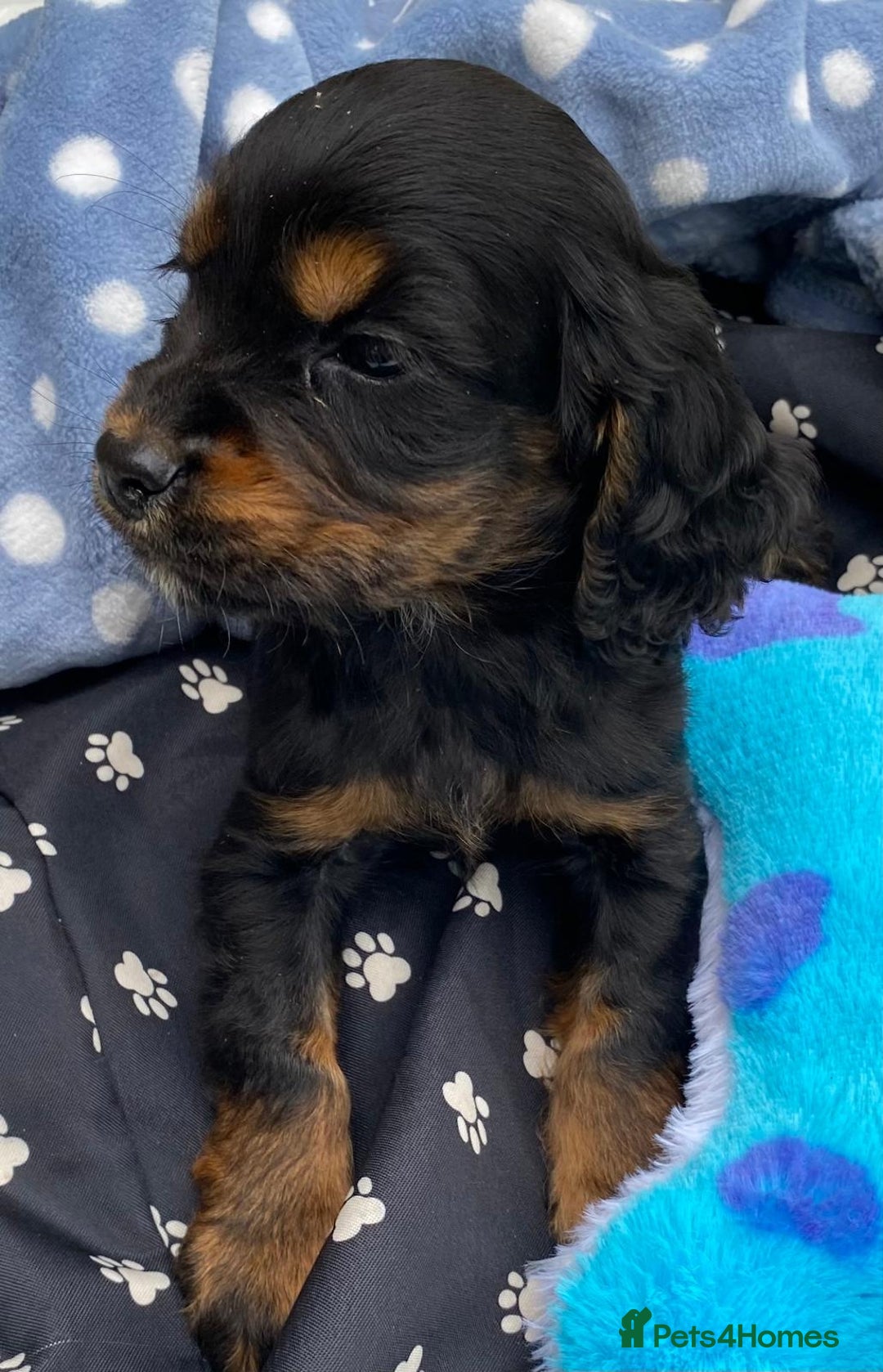 Cocker Spaniel dogs for sale: READY NOW WORKING COCKER SPANIEL PUPPYS - Image 8